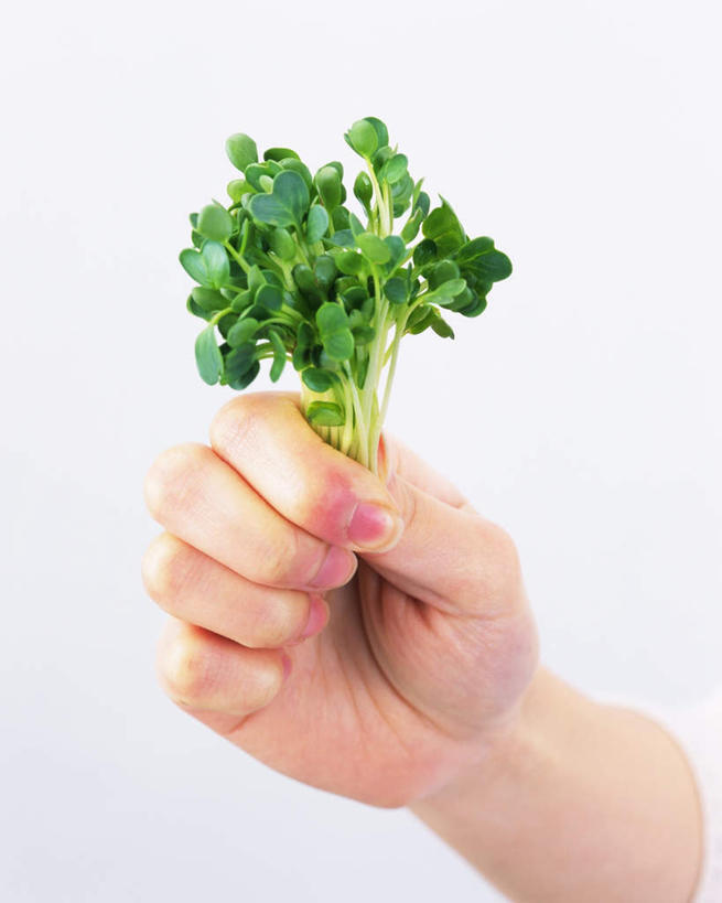 东方人,手,一个人,举,捏,竖图,室内,特写,白天,白色背景,正面,萝卜,胡萝卜,亚洲,仅一个年轻女性,仅一个女性,仅一个人,许多,握,拿,捏着,拿着,黄种人,一只,托,手部,握着,摄影,影棚,单手,芽,年轻女性,女人,女性,亚洲人,红萝卜,甘荀,举起,举手,举着,向上举,向上伸,向上托,半身,彩图,影棚拍摄,拍摄