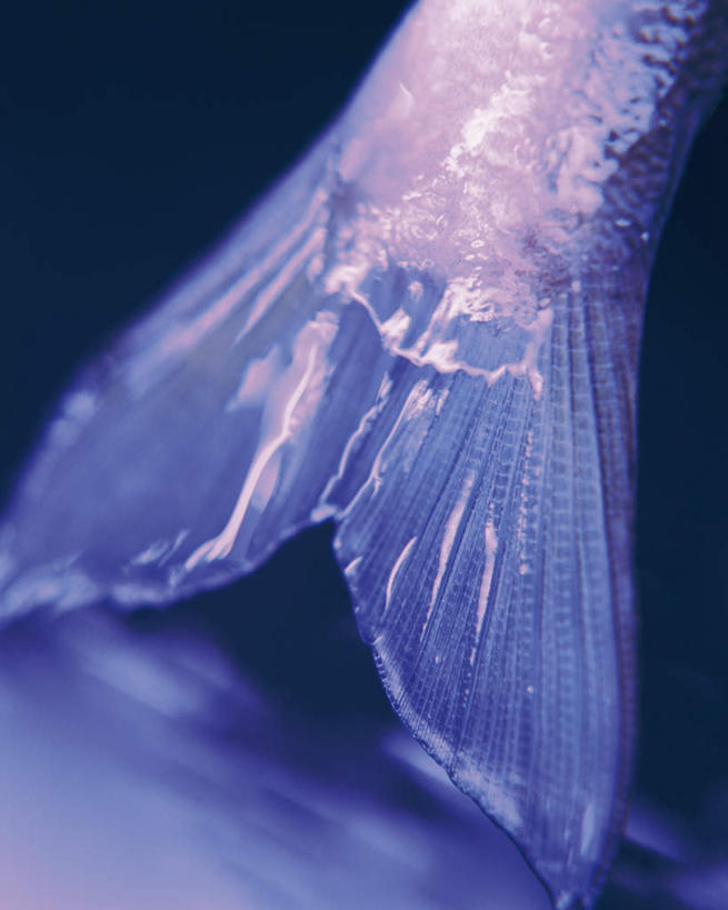 无人,竖图,俯视,室内,特写,白天,一条,阴影,黑色背景,朦胧,模糊,反射,鱼,影子,香鱼,水产,鱼类,白色,摄影,影棚,水生动物,水生物,鱼尾,半身,彩图,高角度拍摄,影棚拍摄,拍摄