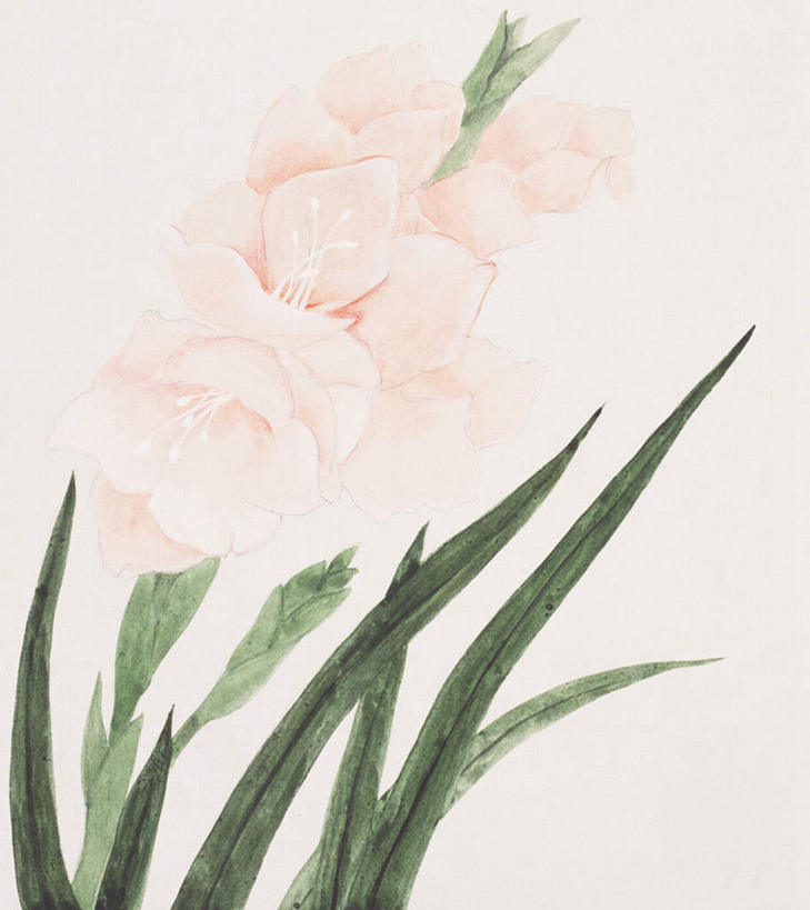 无人,竖图,俯视,插画,室内,特写,白天,白色背景,绘画,数码,科技,植物,叶子,许多,阴影,艺术,盛开,网络,绿叶,高光,几何,计算机图形,古典,合成,图画,文化,画,花,花瓣,花朵,花卉,鲜花,粉色,花蕊,品味,嫩叶,剑兰,美术,电脑合成图,数码合成图,高雅,怀念,漫画,写实,具体,具象,美学,长寿,爱恋,福禄,康宁,用心,扁竹莲,菖兰,唐菖蒲,十样锦,叶,叶片,彩图,高角度拍摄