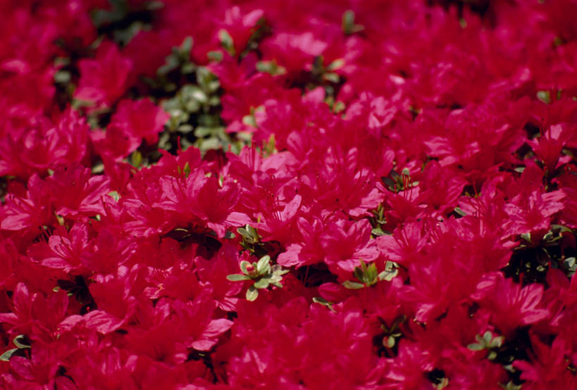 无人,横图,俯视,室外,特写,白天,兴奋,热情,花海,花圃,美景,植物,杜鹃花,叶子,阴影,朦胧,模糊,盛开,光线,影子,景观,杜鹃,开放,花蕾,花,花瓣,花朵,花卉,鲜花,红色,绿色,阳光,自然,花丛,花束,花田,花苞,花蕊,健康,温暖,景色,奔放,活力,积极,激情,朝气,喜悦,暖色,吉祥,生命,克制,自然风光,饱满,红杜鹃,满山红,清明花,清时,山踯躅,红踯躅,革命,节制,欣喜,热烈,赤色,充实,斗志,喜气,主动,山石榴,映山红,彩图,高角度拍摄,欢乐