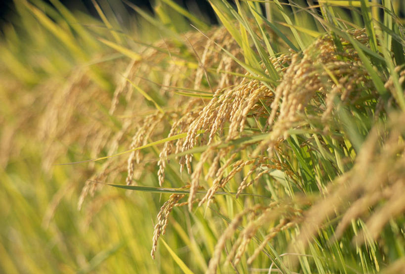 无人,农田,横图,室外,特写,白天,正面,农业,庄稼,农作物,美景,阴影,丰收,朦胧,模糊,光线,影子,稻田,景观,阳光,自然,景色,收获,自然风光,彩图,耕地,庄稼田