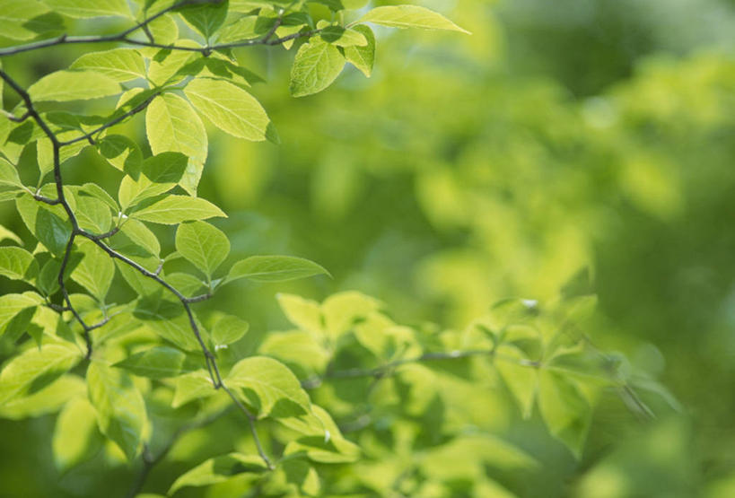 无人,横图,室外,白天,仰视,美景,森林,树林,植物,大分县,日本,亚洲,阴影,朦胧,模糊,光线,影子,景观,树桩,树,树干,树木,绿色,阳光,自然,木桩,景色,生长,成长,自然风光,东亚,日本国,九州本岛,九州,九州岛,九州地方,大分,九重町,玖珠郡,彩图,低角度拍摄