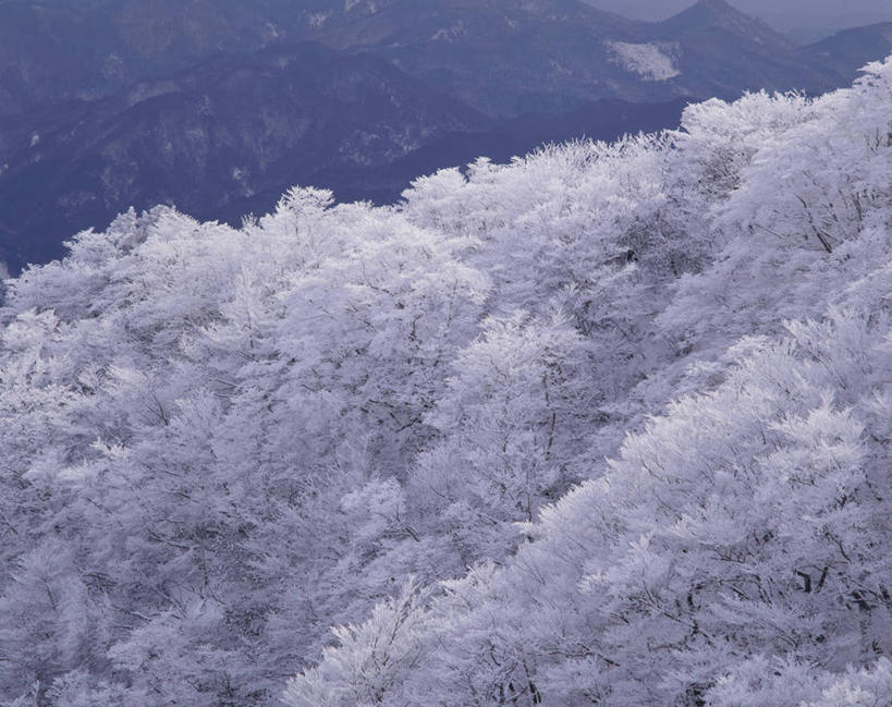 无人,横图,俯视,室外,白天,旅游,度假,美景,森林,山,山脉,树林,植物,大分县,日本,亚洲,吊挂,悬挂,清澈,景观,山峰,山峦,挂,霜,娱乐,树,树木,绿色,自然,群山,享受,休闲,景色,放松,寒冷,生长,成长,冰冷,自然风光,东亚,日本国,九州本岛,九州,九州岛,九州地方,严寒,大分,冰凉,酷寒,凛冽,凛凛,极冷,清亮,九重町,玖珠郡,彩图,高角度拍摄