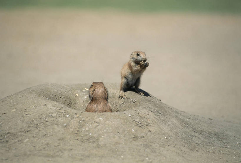 无人,站,横图,室外,白天,正面,美景,野生动物,阴影,朦胧,模糊,光线,影子,洞,景观,泥土,土壤,注视,阳光,自然,动物,观察,看,站着,两只,景色,可爱,洞穴,活泼,观看,察看,关注,自然风光,土拨鼠,草原犬鼠,旱獭,穴,天竺鼠,站立,彩图,全身