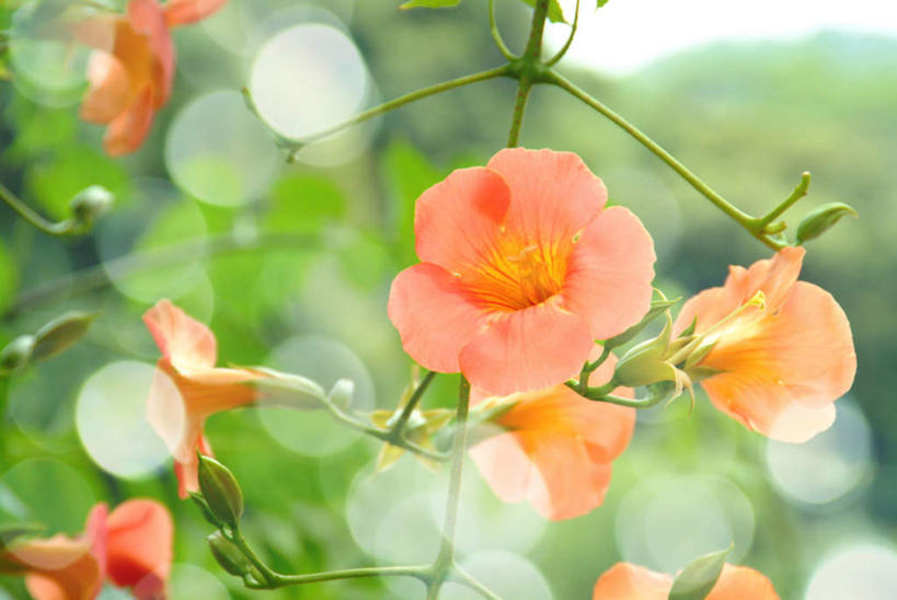 无人,横图,俯视,室外,特写,白天,旅游,度假,美景,水,植物,叶子,许多,阴影,朦胧,模糊,盛开,光线,液体,影子,景观,水滴,绿叶,娱乐,花,花瓣,花朵,花卉,鲜花,阳光,自然,花蕊,享受,休闲,橙色,嫩叶,景色,放松,母爱,自然风光,凌霄花,声誉,凌霄,紫葳,叶,叶片,彩图,高角度拍摄