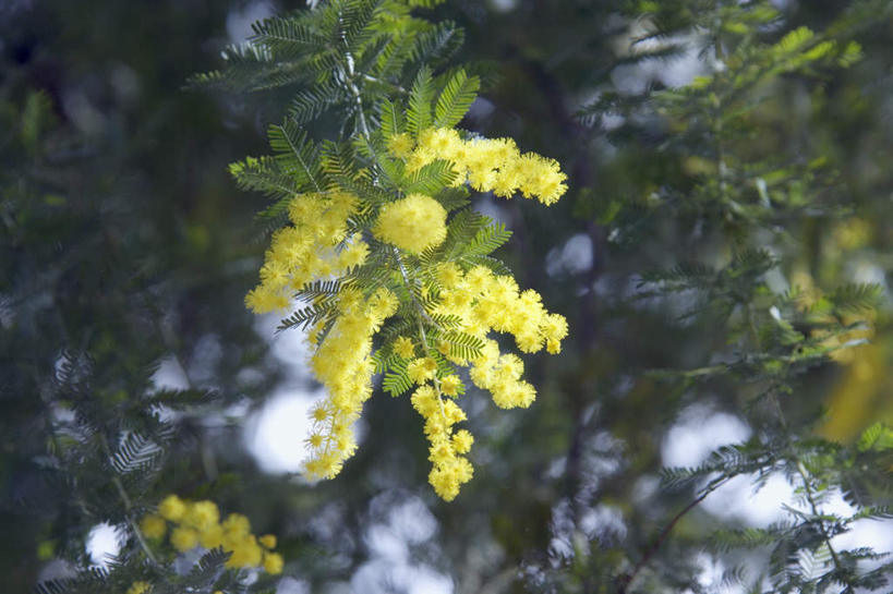 无人,横图,室外,白天,仰视,快乐,美景,植物,叶子,许多,盛开,景观,绿叶,花蕾,花,花瓣,花朵,鲜花,树,树木,黄色,蓝色,绿色,蓝天,天空,自然,天,花苞,花蕊,嫩叶,景色,生长,晴朗,成长,自然风光,万里无云,金合欢,鸭皂树,稍纵即逝,金合欢树,叶,叶片,晴空,晴空万里,彩图,低角度拍摄