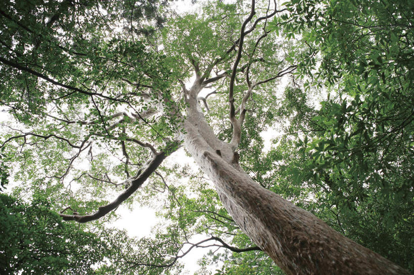 无人,横图,室外,白天,仰视,旅游,度假,美景,植物,鹿儿岛,日本,亚洲,景观,娱乐,树,树干,树木,蓝色,绿色,蓝天,天空,自然,天,享受,休闲,景色,放松,生长,成长,自然风光,东亚,日本国,九州本岛,九州,九州岛,九州地方,鹿儿岛县,彩图,低角度拍摄