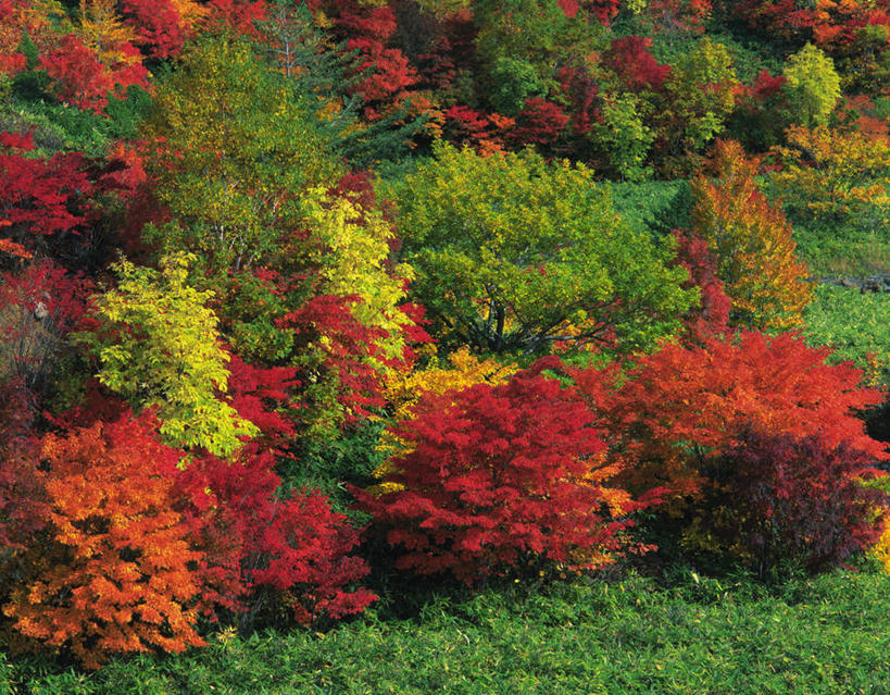 无人,横图,俯视,室外,白天,旅游,度假,美景,秋季,森林,树林,植物,日本,亚洲,景观,娱乐,树,树木,红色,绿色,自然,享受,休闲,景色,放松,生长,成长,自然风光,东亚,本州,本州岛,日本国,岩手,岩手县,东北地方,秋,秋天,彩图,高角度拍摄
