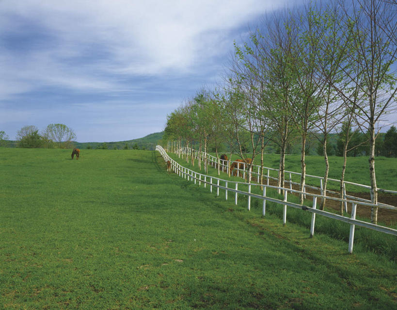 无人,栏杆,站,横图,室外,白天,正面,旅游,度假,草地,草坪,美景,植物,马,野生动物,北海道,日本,亚洲,景观,云,云朵,围栏,云彩,注视,娱乐,护栏,草,树,树木,四匹,蓝色,绿色,白云,蓝天,天空,自然,动物,天,观察,看,站着,享受,休闲,景色,放松,运输,牲畜,生长,晴朗,成长,观看,察看,关注,自然风光,东亚,日本国,北海道地方,北海道岛,晴空,站立,彩图,全身