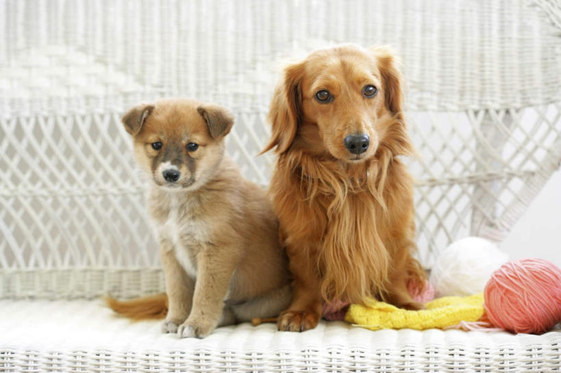 无人,坐,横图,室内,特写,白天,仰视,沙发,宠物,狗,柴犬,腊肠犬,迷你腊肠犬,注视,粉色,黄色,动物,观察,看,两只,可爱,观看,察看,关注,日本柴犬,绒球,布艺沙发,忠诚,西巴犬,犬,坐着,彩图,低角度拍摄,全身