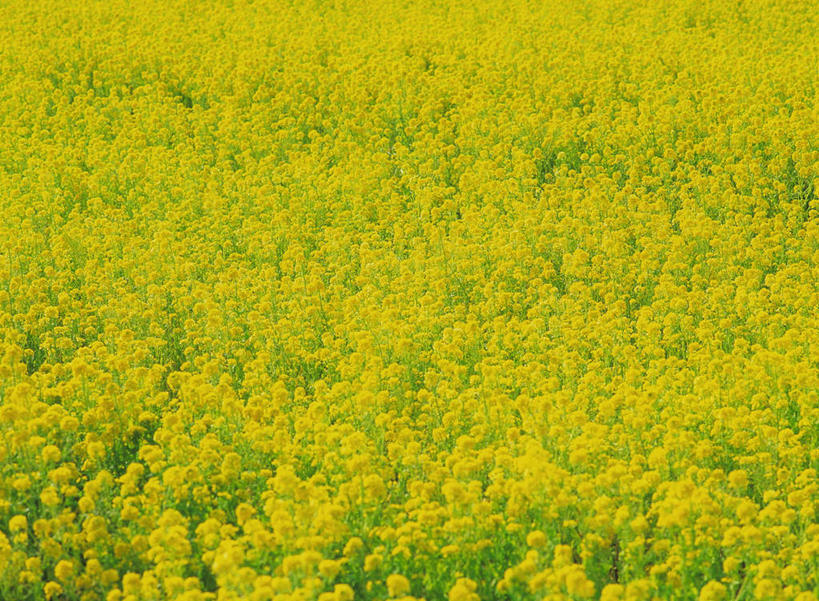 无人,横图,俯视,室外,特写,白天,旅游,度假,美景,植物,许多,景观,花蕾,娱乐,花瓣,花朵,花卉,鲜花,黄色,自然,花苞,油菜花,享受,休闲,景色,放松,自然风光,彩图,高角度拍摄,芸苔,芸薹