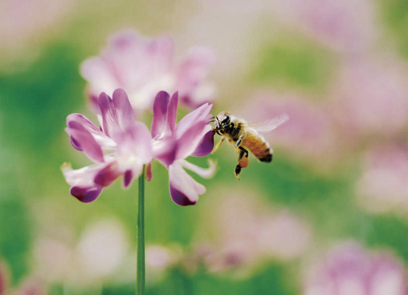 无人,横图,室外,特写,白天,正面,旅游,度假,美景,植物,蜜蜂,朦胧,模糊,盛开,昆虫,景观,娱乐,花,花瓣,花朵,花卉,鲜花,一朵,紫色,自然,动物,花蕊,享受,休闲,景色,放松,自然风光,益虫,紫云英,红花草,翘摇,彩图