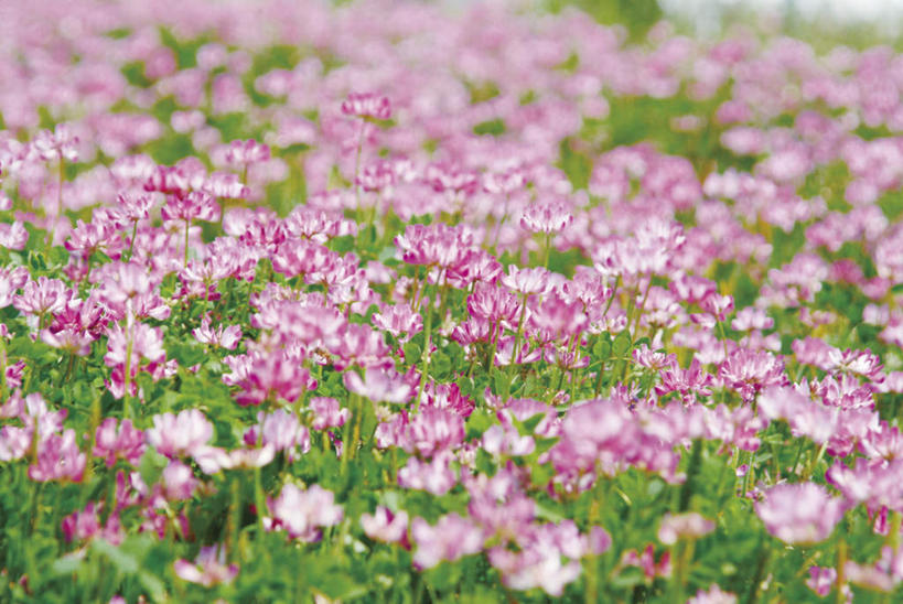 无人,横图,俯视,室外,白天,旅游,度假,花海,花圃,美景,植物,叶子,许多,朦胧,模糊,盛开,景观,绿叶,花蕾,娱乐,花,花瓣,花朵,花卉,鲜花,粉色,绿色,自然,花丛,花田,花苞,花蕊,享受,休闲,嫩叶,景色,放松,生长,成长,自然风光,紫云英,红花草,翘摇,叶,叶片,彩图,高角度拍摄