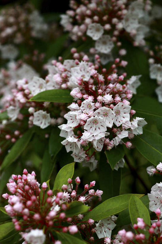 无人,竖图,室外,特写,白天,正面,旅游,度假,花海,花圃,美景,植物,叶子,许多,朦胧,模糊,盛开,景观,绿叶,花蕾,娱乐,花,花瓣,花朵,花卉,鲜花,绿色,白色,自然,花丛,花田,花苞,花蕊,享受,休闲,嫩叶,景色,放松,生长,成长,自然风光,阔叶山月桂,美洲月桂,山月桂,叶,叶片,彩图