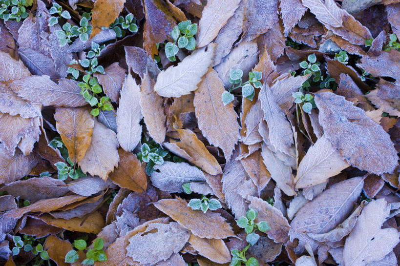 无人,横图,俯视,室外,白天,旅游,度假,美景,叶子,一堆,阴影,堆叠,堆积,光线,影子,景观,枯叶,绿叶,落叶,霜,娱乐,阳光,自然,享受,休闲,景色,放松,寒冷,堆,自然风光,严寒,白霜,叶,叶片,彩图,高角度拍摄