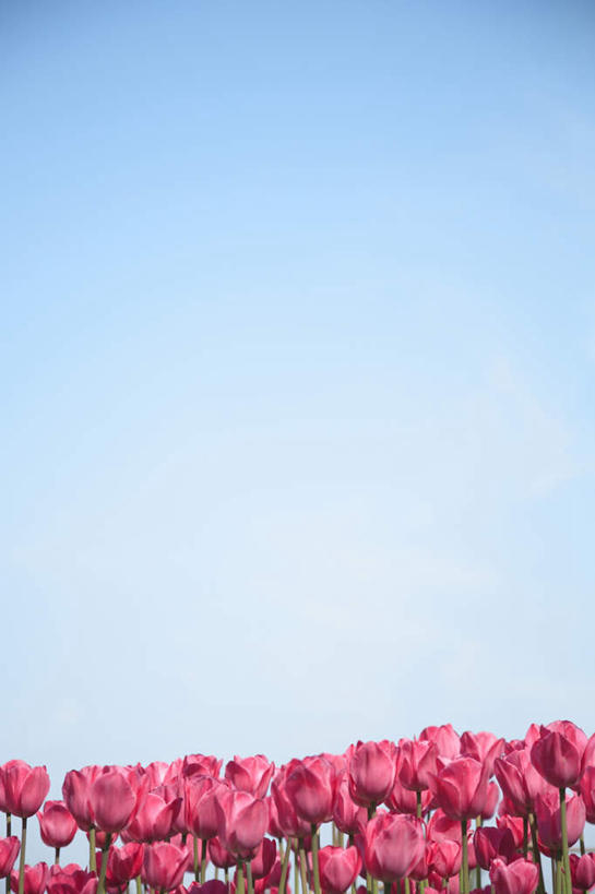 无人,竖图,室外,白天,仰视,旅游,度假,花海,花圃,美景,植物,郁金香,叶子,东京,日本,亚洲,许多,盛开,景观,云,云朵,花蕾,云彩,娱乐,花,花瓣,花朵,花卉,鲜花,红色,蓝色,绿色,白云,蓝天,天空,自然,花丛,花束,花田,天,花苞,花蕊,享受,休闲,景色,放松,晴朗,自然风光,东亚,本州,万里无云,关东地方,本州岛,日本国,东京都,晴空,晴空万里,郁香,洋荷花,草麝香,彩图,低角度拍摄