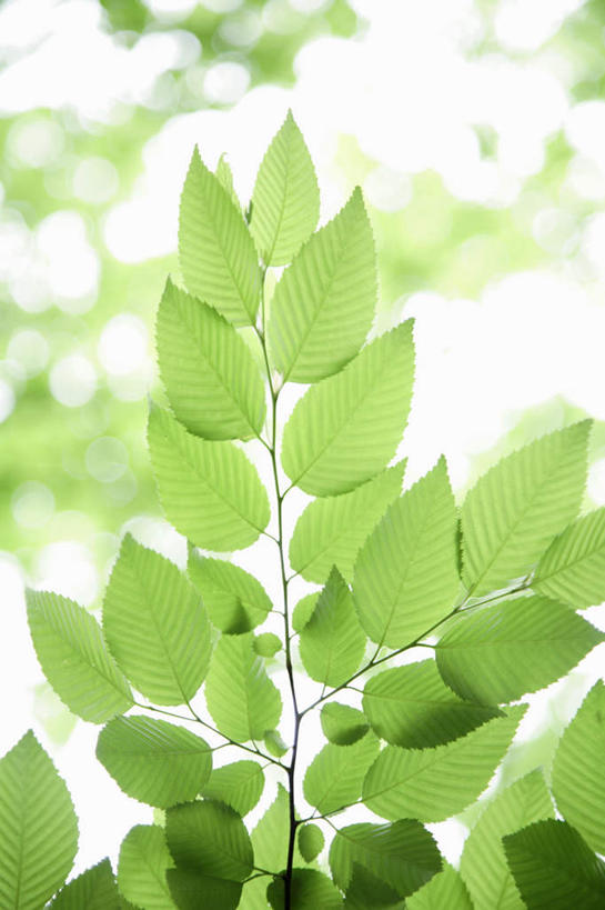 无人,竖图,室外,特写,白天,仰视,旅游,度假,美景,叶子,许多,阴影,朦胧,模糊,光线,影子,景观,娱乐,绿色,阳光,自然,享受,休闲,嫩叶,景色,放松,自然风光,叶,叶片,彩图,低角度拍摄