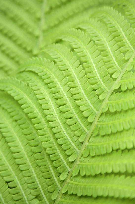 无人,竖图,俯视,室外,特写,白天,旅游,度假,美景,叶子,两片,阴影,朦胧,模糊,光线,纹路,纹理,影子,景观,绿叶,娱乐,阳光,自然,享受,休闲,嫩叶,景色,放松,蕨类,蕨类植物,自然风光,肌理,叶,叶片,彩图,高角度拍摄