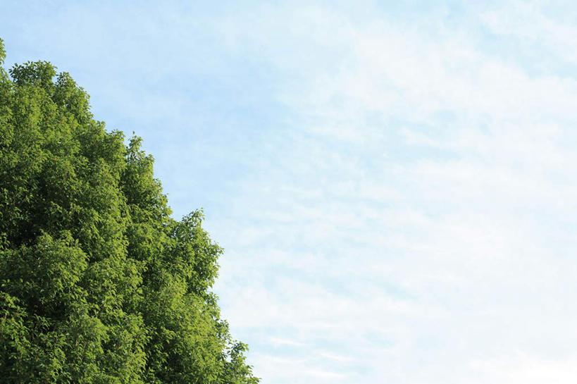 无人,横图,室外,白天,仰视,旅游,度假,美景,植物,叶子,阴影,光线,影子,景观,云,云朵,云彩,娱乐,树,树木,蓝色,绿色,白云,蓝天,天空,阳光,自然,天,享受,休闲,嫩叶,景色,放松,生长,晴朗,成长,自然风光,叶,叶片,晴空,彩图,低角度拍摄