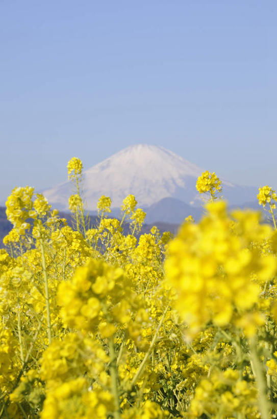 无人,竖图,室外,特写,白天,正面,旅游,度假,花海,花圃,火山,美景,植物,叶子,富士山,静冈县,神奈川,日本,亚洲,许多,朦胧,模糊,盛开,景观,神奈川县,花蕾,娱乐,花,花瓣,花朵,花卉,鲜花,黄色,蓝色,绿色,蓝天,天空,自然,花丛,花束,花田,天,花苞,花蕊,油菜花,享受,休闲,景色,放松,晴朗,自然风光,东亚,本州,万里无云,关东地方,本州岛,日本国,中部地方,静冈,山梨,山梨县,活火山,死火山,休眠火山,晴空,晴空万里,彩图