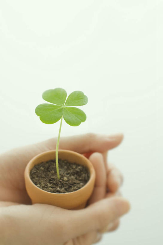 东方人,手,一个人,举,竖图,俯视,室内,特写,白天,白色背景,植物,亚洲,双手,仅一个年轻女性,仅一个女性,仅一个人,握,朦胧,模糊,盆栽,盆景,拿,拿着,黄种人,绿色,自然,托,手部,握着,摄影,影棚,生长,成长,年轻女性,女人,女性,亚洲人,举起,举手,举着,向上举,向上伸,向上托,半身,彩图,高角度拍摄,影棚拍摄,拍摄