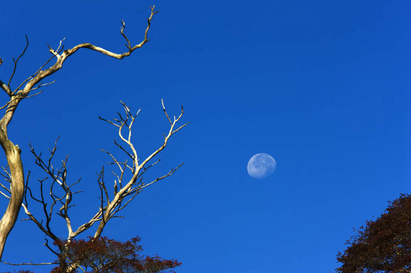 无人,横图,室外,夜晚,仰视,旅游,度假,美景,植物,日本,亚洲,一棵,枯萎,朦胧,模糊,景观,月亮,枯树,枝条,月光,娱乐,树,树干,树木,树枝,绿色,自然,享受,休闲,景色,放松,生长,成长,明亮,自然风光,东亚,本州,关东地方,本州岛,日本国,栃木,栃木县,皎洁,日光市,彩图,低角度拍摄