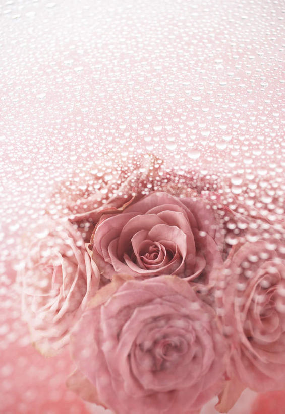 无人,竖图,俯视,室内,特写,白天,爱情,幸福,纯洁,热情,水,玫瑰,玻璃,四朵,许多,粉色背景,朦胧,模糊,盛开,液体,水滴,水汽,玫瑰花,浪漫,花蕾,玻璃制品,花,花瓣,花朵,鲜花,粉色,花苞,花蕊,温暖,温馨,恩爱,摄影,影棚,和睦,感动,尊敬,天真,刺玫花,徘徊花,彩图,高角度拍摄,影棚拍摄,拍摄,融洽
