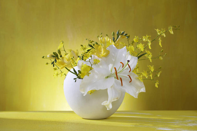 无人,横图,室内,特写,白天,正面,植物,餐桌,桌子,百合花,花瓶,许多,黄色背景,朦胧,模糊,盛开,陶瓷,草药,陶瓷制品,花蕾,中药,花,花瓣,花朵,鲜花,黄色,白色,瓶子,花苞,花蕊,摄影,影棚,餐台,鸢尾,药材,中草药,中药材,本草,强瞿,紫蝴蝶,蓝蝴蝶,乌鸢,扁竹花,百合蒜,倒仙,番韭,山丹,彩图,影棚拍摄,拍摄