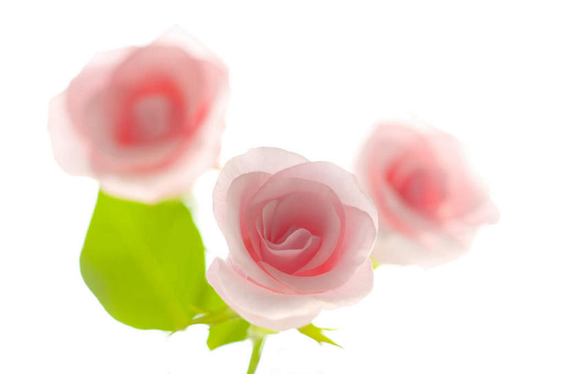 无人,横图,俯视,室内,特写,白天,白色背景,爱情,幸福,纯洁,热情,玫瑰,叶子,朦胧,模糊,盛开,绿叶,玫瑰花,浪漫,花蕾,花,花瓣,花朵,鲜花,粉色,花苞,花蕊,温暖,温馨,嫩叶,恩爱,摄影,影棚,和睦,感动,尊敬,天真,刺玫花,徘徊花,叶,叶片,彩图,高角度拍摄,影棚拍摄,拍摄,融洽