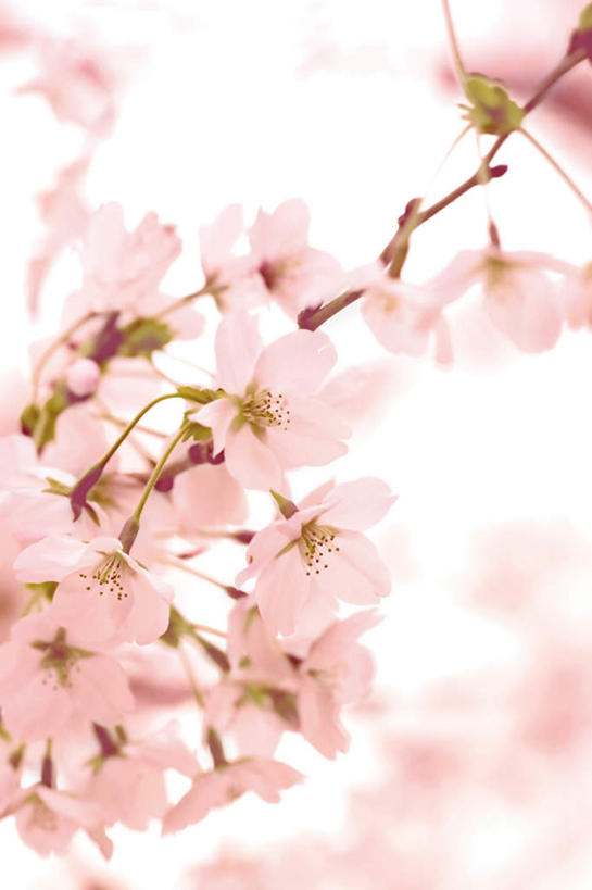 无人,竖图,室内,特写,白天,白色背景,正面,樱花,许多,朦胧,模糊,盛开,花蕾,花,花瓣,花朵,鲜花,粉色,花苞,花蕊,摄影,影棚,仙樱花,福岛樱,青肤樱,荆桃,彩图,影棚拍摄,拍摄