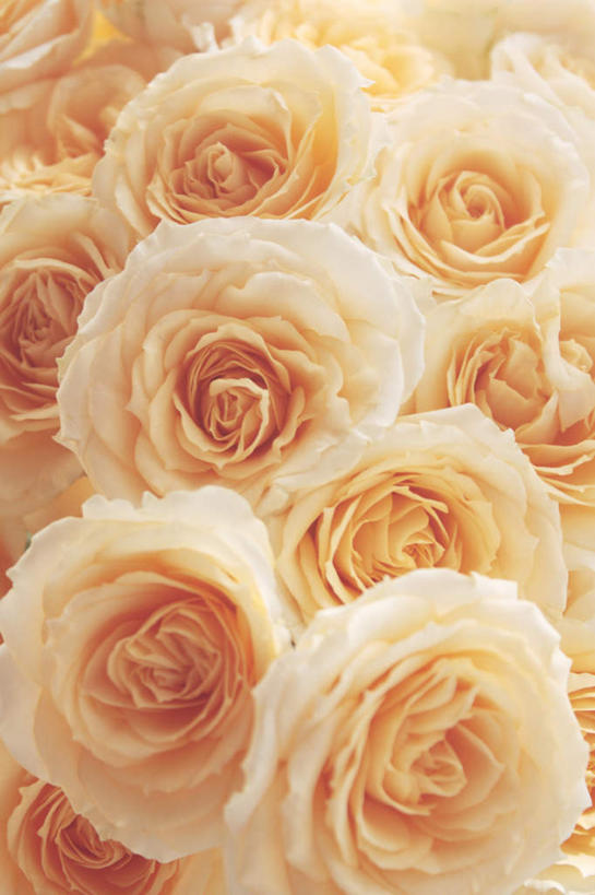 无人,竖图,室内,特写,白天,正面,爱情,幸福,纯洁,热情,美景,玫瑰,朦胧,模糊,盛开,景观,玫瑰花,浪漫,花蕾,花,花瓣,花朵,鲜花,粉色,自然,花苞,花蕊,温暖,温馨,景色,恩爱,摄影,影棚,和睦,自然风光,感动,尊敬,天真,刺玫花,徘徊花,彩图,影棚拍摄,拍摄,融洽