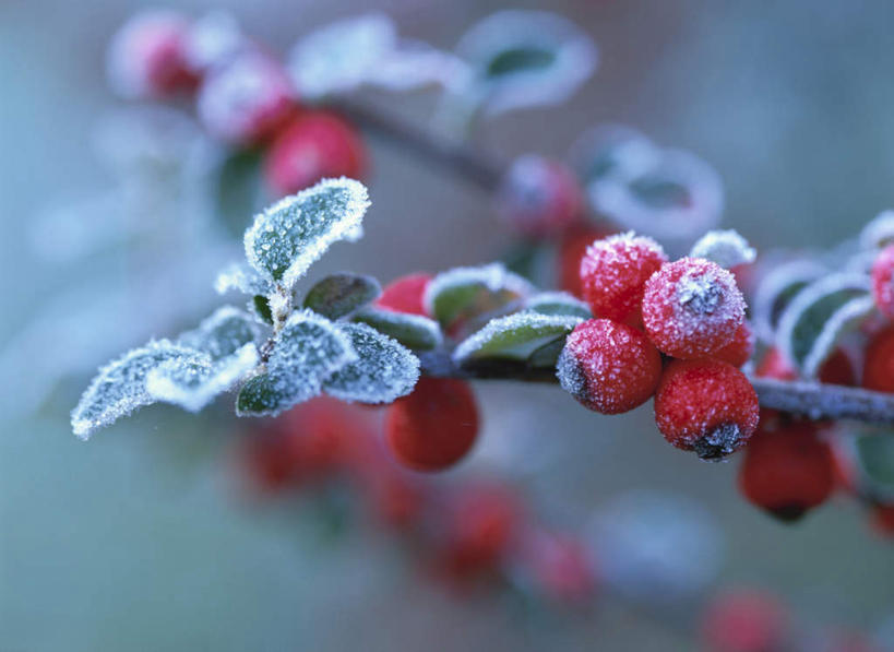 无人,横图,室外,特写,白天,正面,旅游,度假,美景,植物,北海道,日本,亚洲,许多,朦胧,模糊,景观,草药,药草,霜,娱乐,中药,自然,享受,休闲,景色,放松,自然风光,药材,中草药,东亚,中药材,本草,日本国,北海道地方,北海道岛,水莲沙,栒刺木,岩楞子,冰霜,彩图