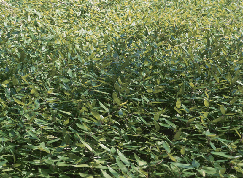 无人,横图,俯视,室外,白天,旅游,度假,美景,竹子,叶子,东京,日本,亚洲,许多,朦胧,模糊,景观,绿叶,娱乐,自然,享受,休闲,嫩叶,景色,放松,自然风光,东亚,本州,关东地方,本州岛,日本国,东京都,叶,叶片,彩图,高角度拍摄