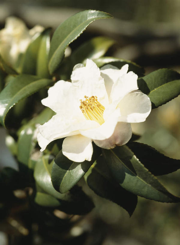 无人,竖图,俯视,室外,特写,白天,旅游,度假,美景,山茶花,叶子,东京,日本,亚洲,阴影,朦胧,模糊,盛开,光线,影子,景观,绿叶,花蕾,娱乐,花,花瓣,花朵,鲜花,一朵,白色,阳光,自然,花苞,花蕊,享受,休闲,嫩叶,景色,放松,自然风光,东亚,本州,关东地方,本州岛,日本国,东京都,玉茗花,耐冬,海石榴,茶花,叶,叶片,彩图,高角度拍摄