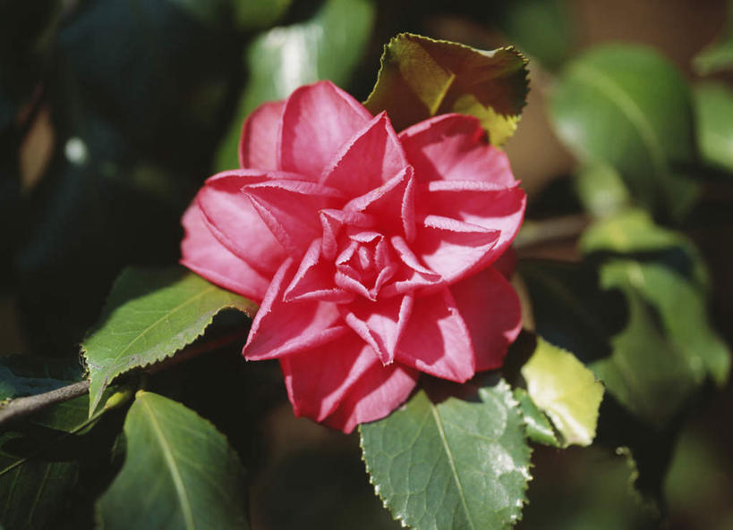 无人,横图,俯视,室外,特写,白天,旅游,度假,美景,山茶花,叶子,东京,日本,亚洲,阴影,朦胧,模糊,盛开,光线,影子,景观,绿叶,花蕾,娱乐,花,花瓣,花朵,鲜花,一朵,红色,阳光,自然,花苞,花蕊,享受,休闲,嫩叶,景色,放松,自然风光,东亚,本州,关东地方,本州岛,日本国,东京都,玉茗花,耐冬,海石榴,茶花,叶,叶片,彩图,高角度拍摄