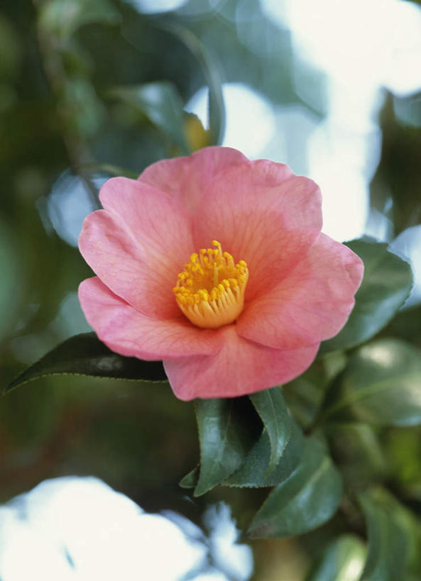 无人,竖图,室外,特写,白天,仰视,旅游,度假,美景,山茶花,叶子,东京,日本,亚洲,朦胧,模糊,盛开,景观,绿叶,花蕾,娱乐,花,花瓣,花朵,鲜花,一朵,粉色,自然,花苞,花蕊,享受,休闲,嫩叶,景色,放松,自然风光,东亚,本州,关东地方,本州岛,日本国,东京都,玉茗花,耐冬,海石榴,茶花,叶,叶片,彩图,低角度拍摄