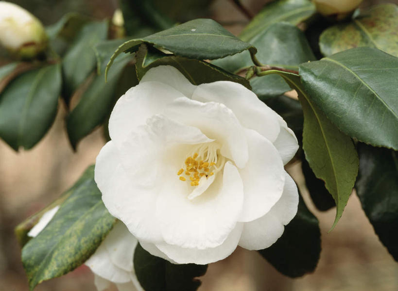 无人,横图,俯视,室外,特写,白天,旅游,度假,美景,山茶花,叶子,东京,日本,亚洲,朦胧,模糊,盛开,景观,绿叶,花蕾,娱乐,花,花瓣,花朵,鲜花,一朵,白色,自然,花苞,花蕊,享受,休闲,嫩叶,景色,放松,自然风光,东亚,本州,关东地方,本州岛,日本国,东京都,玉茗花,耐冬,海石榴,茶花,叶,叶片,彩图,高角度拍摄