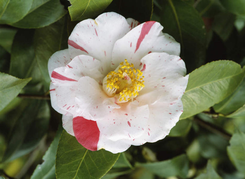 无人,横图,俯视,室外,特写,白天,旅游,度假,美景,山茶花,叶子,东京,日本,亚洲,朦胧,模糊,盛开,景观,绿叶,花蕾,娱乐,花,花瓣,花朵,鲜花,一朵,白色,自然,花苞,花蕊,享受,休闲,嫩叶,景色,放松,自然风光,东亚,本州,关东地方,本州岛,日本国,东京都,玉茗花,耐冬,海石榴,茶花,叶,叶片,彩图,高角度拍摄