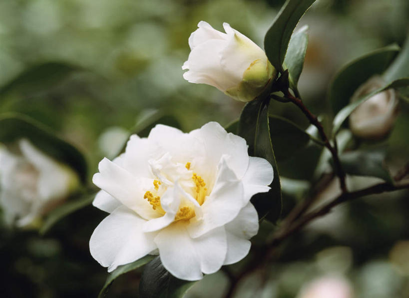 无人,横图,俯视,室外,特写,白天,旅游,度假,美景,山茶花,叶子,东京,日本,亚洲,朦胧,模糊,盛开,景观,绿叶,花蕾,娱乐,花,花瓣,花朵,鲜花,一朵,白色,自然,花苞,花蕊,享受,休闲,嫩叶,景色,放松,自然风光,东亚,本州,关东地方,本州岛,日本国,东京都,玉茗花,耐冬,海石榴,茶花,叶,叶片,彩图,高角度拍摄