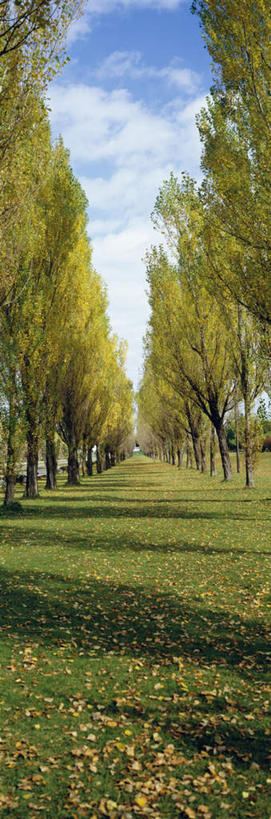 无人,竖图,室外,白天,正面,旅游,度假,美景,植物,北海道,日本,亚洲,一排,许多,阴影,整齐,光线,影子,景观,云,云朵,云彩,娱乐,树,树木,排列,蓝色,绿色,白云,蓝天,天空,阳光,自然,天,享受,休闲,景色,放松,生长,晴朗,成长,白杨树,队列,自然风光,东亚,日本国,北海道地方,北海道岛,晴空,彩图