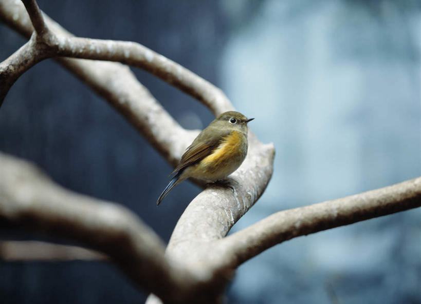 无人,站,横图,室外,特写,白天,仰视,雪,植物,大雪,鸟,日本,亚洲,阴影,朦胧,模糊,光线,鸟类,影子,积雪,雪景,冬季,冬天,枝条,树,树木,树枝,一只,阳光,站着,寒冷,东亚,日本国,严寒,红肋蓝尾鸲,虬枝,枝杈,站立,彩图,低角度拍摄,全身