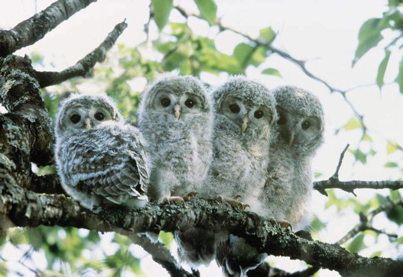 无人,站,横图,室外,特写,白天,仰视,旅游,度假,美景,植物,猫头鹰,鸟,野生动物,北海道,日本,亚洲,四只,一排,朦胧,模糊,整齐,鸟类,景观,注视,娱乐,树,树木,排列,绿色,自然,动物,观察,看,站着,享受,休闲,景色,放松,生长,成长,观看,察看,队列,关注,自然风光,凶猛,东亚,日本国,北海道地方,北海道岛,残暴,凶残,鸮,枭,站立,彩图,低角度拍摄,全身