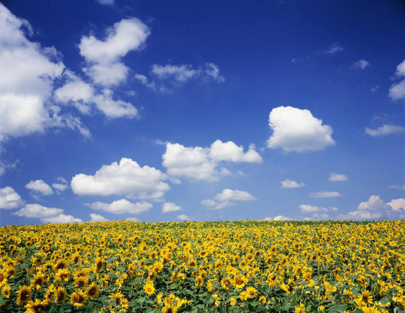 无人,横图,室外,白天,仰视,爱情,旅游,度假,幸福,花海,花圃,美景,太阳,植物,向日葵,叶子,北海道,日本,亚洲,许多,盛开,地平线,景观,云,云朵,辽阔,地面,花蕾,云彩,娱乐,花,花瓣,花朵,花卉,鲜花,黄色,蓝色,绿色,白云,蓝天,天空,自然,花丛,花束,花田,天,花苞,花蕊,享受,休闲,景色,放松,晴朗,一望无际,自然风光,延伸,光辉,东亚,沉默,忠诚,日本国,天地相交,北海道地方,北海道岛,美瑛町,勇敢,美瑛,投缘,爱慕,高傲,朝阳花,葵花,望日莲,向阳花,转日莲,晴空,彩图,低角度拍摄