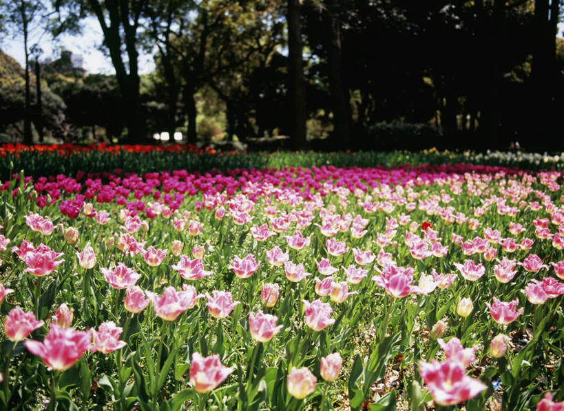 无人,公园,横图,室外,特写,白天,正面,爱情,花海,花圃,植物,郁金香,叶子,神奈川,日本,亚洲,许多,阴影,朦胧,模糊,盛开,光线,影子,横滨,横滨市,神奈川县,祝福,花蕾,花,花瓣,花朵,花卉,鲜花,树,树木,粉色,蓝色,绿色,蓝天,天空,阳光,自然,花丛,花束,花田,天,花苞,花蕊,生长,晴朗,成长,表白,荣誉,东亚,本州,万里无云,首府,关东地方,本州岛,日本国,永恒,晴空,晴空万里,郁香,洋荷花,草麝香,彩图,横滨公园