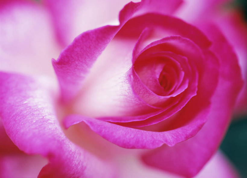 无人,横图,俯视,室外,特写,白天,爱情,幸福,纯洁,热情,玫瑰,神奈川,日本,亚洲,朦胧,模糊,盛开,玫瑰花,神奈川县,浪漫,花蕾,花,花瓣,花朵,鲜花,粉色,花苞,花蕊,温暖,温馨,恩爱,和睦,感动,东亚,本州,关东地方,本州岛,日本国,尊敬,天真,刺玫花,徘徊花,彩图,高角度拍摄,融洽