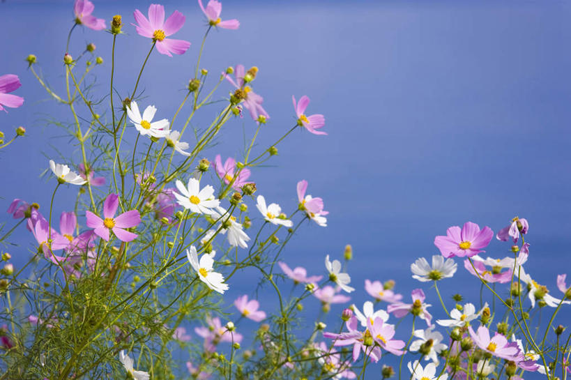 无人,横图,室外,特写,白天,仰视,旅游,度假,自由,幸福,花海,花圃,美景,植物,叶子,许多,朦胧,模糊,盛开,景观,波斯菊,绿叶,花蕾,娱乐,花,花瓣,花朵,花卉,鲜花,粉色,蓝色,绿色,蓝天,天空,自然,花丛,花田,天,花苞,花蕊,清洁,享受,休闲,嫩叶,菊花,景色,放松,大波斯菊,生长,晴朗,成长,吉祥,自然风光,万里无云,高洁,秋英,格桑花,秋樱,扫帚梅,八瓣梅,初恋,多情,叶,叶片,晴空,晴空万里,彩图,低角度拍摄,时光