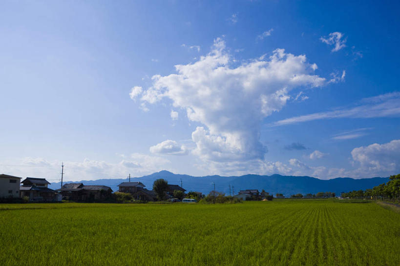 无人,农田,横图,室外,白天,正面,旅游,度假,农业,庄稼,农作物,草地,草坪,美景,植物,日本,亚洲,稻田,景观,云,云朵,云彩,娱乐,草,树,树木,蓝色,绿色,白云,蓝天,天空,自然,天,享受,休闲,景色,放松,生长,晴朗,成长,自然风光,东亚,本州,本州岛,日本国,近畿地方,近畿,滋贺,滋贺县,晴空,彩图,耕地,庄稼田