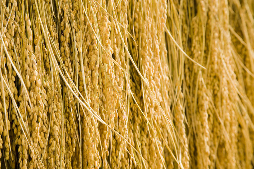 无人,农田,横图,室外,特写,白天,正面,旅游,度假,农业,庄稼,农作物,美景,日本,亚洲,一排,许多,丰收,朦胧,模糊,整齐,稻田,景观,谷物,水稻,娱乐,稻,排列,黄色,自然,享受,休闲,景色,放松,收获,队列,自然风光,东亚,本州,本州岛,日本国,近畿地方,近畿,滋贺,滋贺县,彩图,耕地,庄稼田