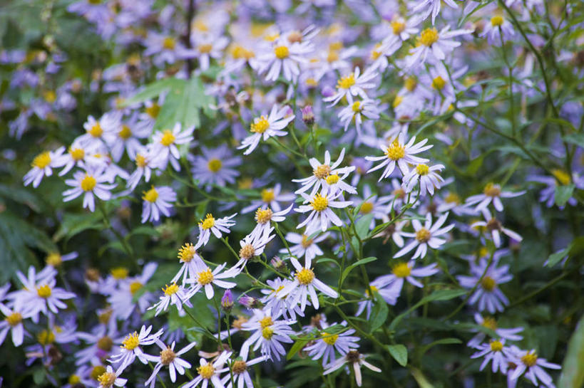 无人,横图,俯视,室外,特写,白天,爱情,旅游,度假,快乐,幸福,美景,植物,长野县,日本,亚洲,许多,朦胧,模糊,盛开,景观,玛格丽特,娱乐,雏菊,花,花瓣,花朵,花卉,鲜花,蓝色,自然,花蕊,享受,休闲,菊花,景色,放松,活力,希望,吉祥,坚强,自然风光,和平,东亚,离别,本州,本州岛,日本国,中部地方,岐阜,岐阜县,长野,高洁,延命菊,幸福花,春菊,马兰头花,长寿,乘鞍高原,暗恋,纯情,单恋,怀恋,清净,真情,寿客,秋菊,天真,彩图,高角度拍摄,愉快