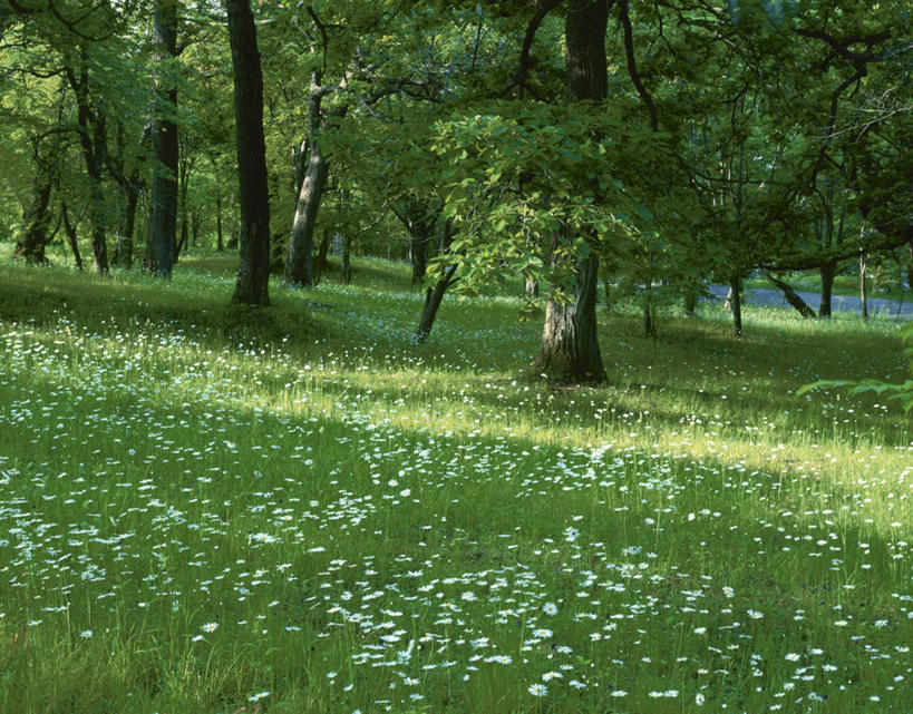 无人,横图,室外,白天,正面,旅游,度假,花海,花圃,美景,森林,树林,植物,叶子,北海道,日本,亚洲,许多,阴影,盛开,光线,影子,景观,绿叶,花蕾,娱乐,花,花瓣,花朵,花卉,鲜花,树,树木,绿色,阳光,自然,花丛,花田,花苞,花蕊,享受,休闲,嫩叶,景色,放松,生长,成长,自然风光,东亚,日本国,北海道地方,北海道岛,叶,叶片,彩图